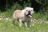 BULLDOG ANGLAIS 026